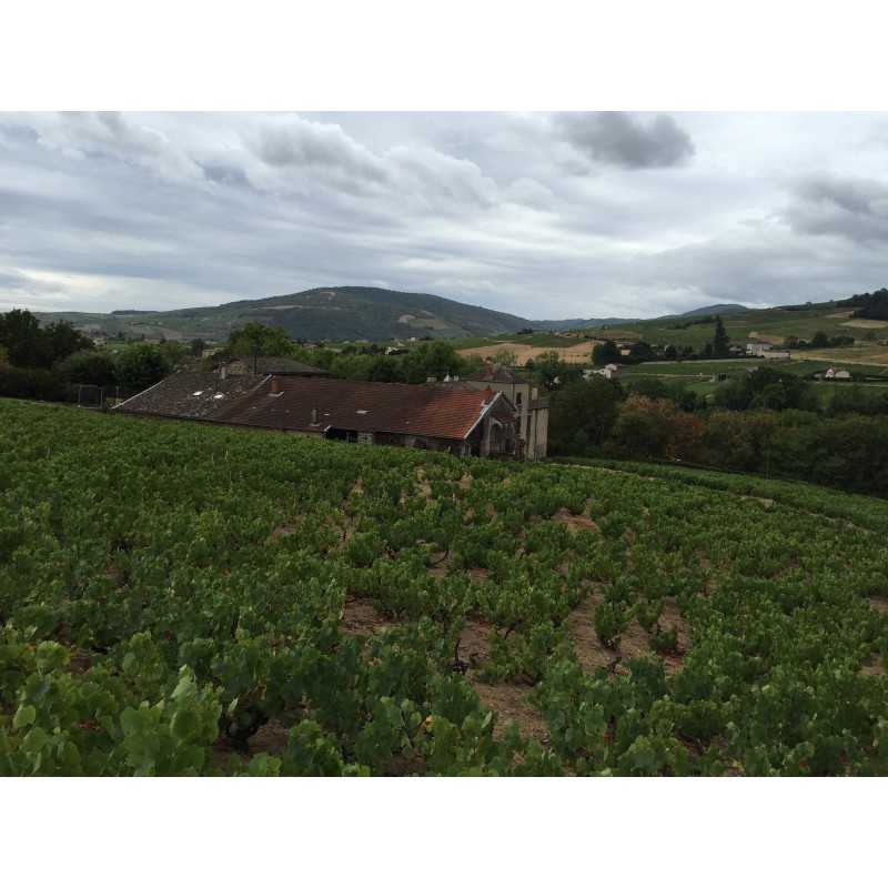 Vin Blanc Bourgogne-Mâcon Villages - Domaine des Tournons - Pardon et Fils 75cl