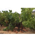 Vin rouge Beaujolais Côte de Brouilly - Domaine Signaux- Pardon et Fils 75cl