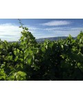 Vin rouge IGP Méditerranée- Cuvée Sergio Rouge - Domaine Terre de Mistral 75cl