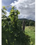 Vin d'Alsace Rouge d'Ottrott Cuvée Stéphane- Maison Vonville 75cl