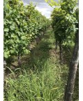 Vin d'Alsace Rouge d'Ottrott - Domaine Vonville 75cl