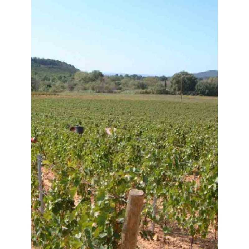 Vin rouge Corbières - Château Bertrand- Domaine Longueroche 75cl