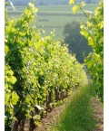 Vin Rouge Bourgogne Hautes Côtes de Beaune - Cave des Hautes Côtes 75cl