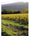 Vin Rouge Bourgogne Monthélie - Nuiton Beaunoy 75cl