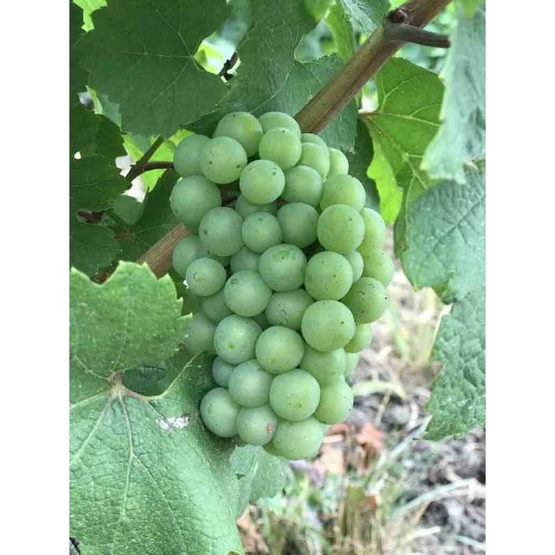Vin blanc Bourgogne Saint-Véran - Terres Secrètes 75cl