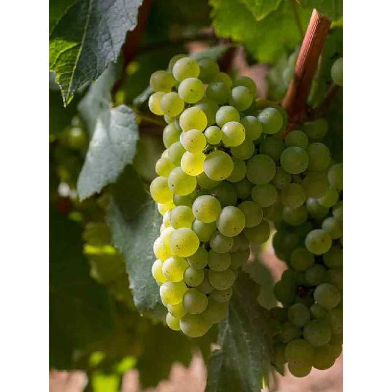 Vin blanc Bourgogne Blanc Chardonnay - Vignerons de Buxy 75cl