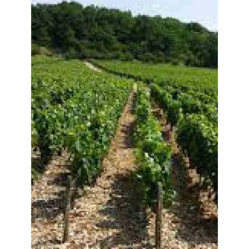 Vin Blanc Bourgogne Chablis Vieilles Vignes - Domaine Dampt Frères 75cl