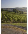 Vin Blanc Jurançon-Grappe d'Or- Montesquiou 75cl