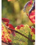 Vin d'Alsace blanc Pinot Gris- Domaine Vonville 75cl