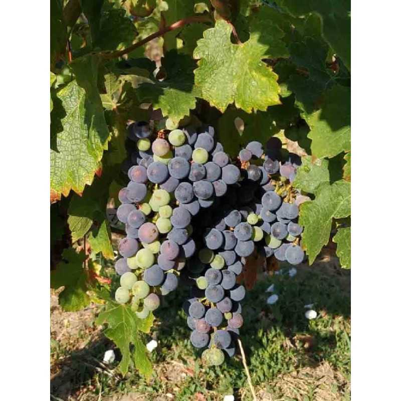  Vin Rouge Bordeaux Lussac-Saint-Émilion - APERTUS - Cheval QUANCARD 75cl