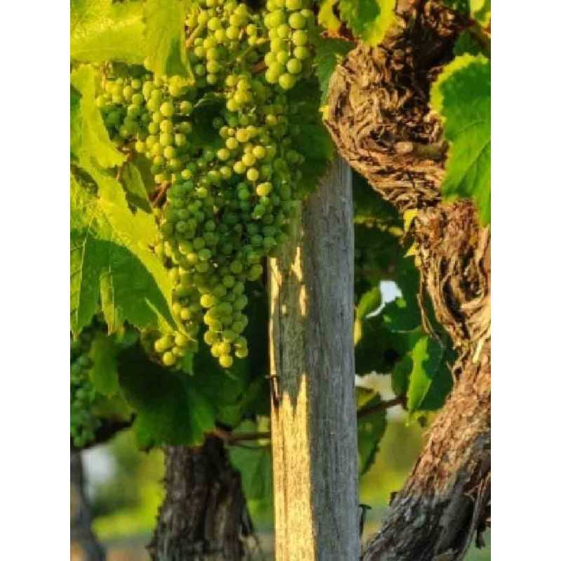 Vin Blanc Gasgogne-Côte Sauvage- Villa Dria 75cl