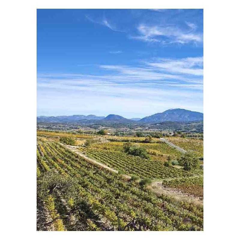 Vin Côtes-du-Rhône - Chapître 75cl