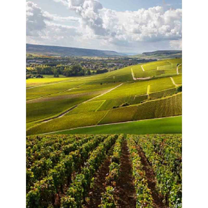 Vin rouge Bordeaux - Château Chatagnau 75cl