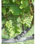 Vin Blanc Sauternes- Lafleur Mallet - Cheval Quancard 75cl