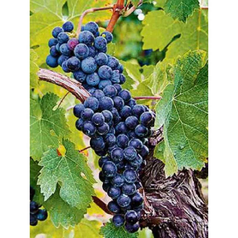 Vin Rouge Bordeaux Blaye - CHATEAU HAUT BAILLOU 75cl