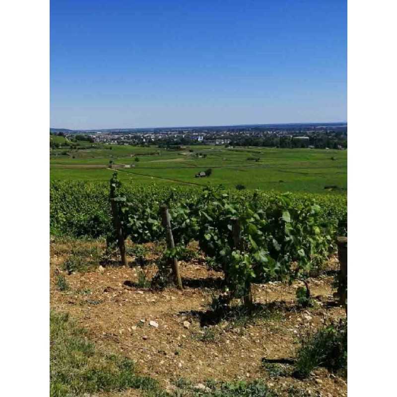 Vin blanc Bourgogne Mercurey Blanc - Maison Boyer 75 cl