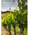 Vin rouge Bourgogne Aloxe-Corton Les Bouthières - Domaine Durand 75cl