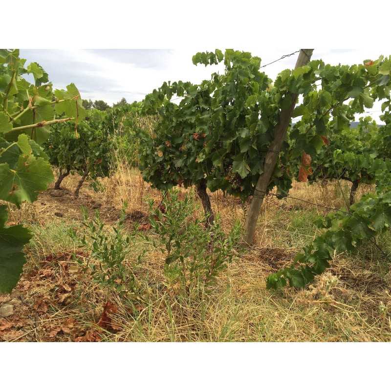Vin rouge Bio Conte des Garrigues- Domaine Prade Mari 75cl