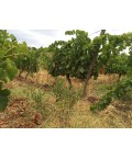 Vin blanc Bio L'Or des Garrigues - Domaine Prade Mari 75cl