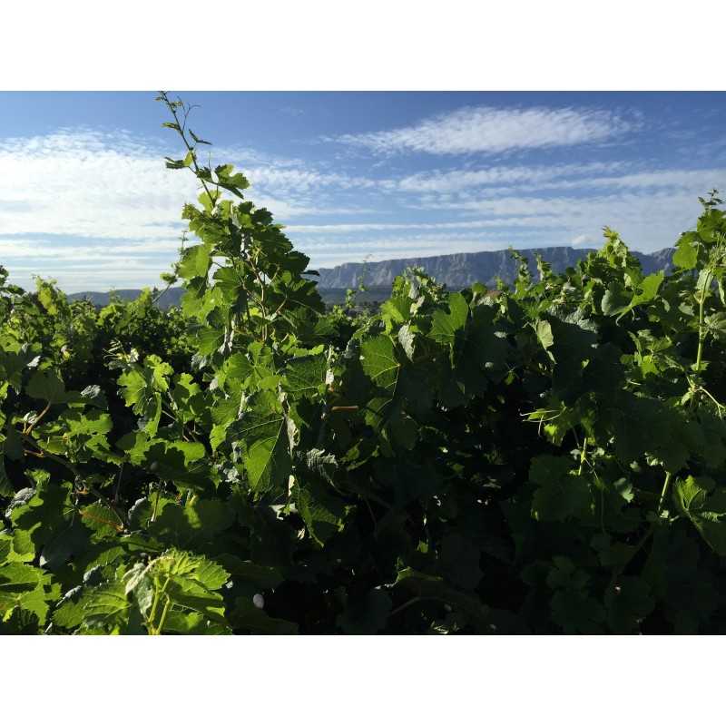 Vin rosé Vin de pays Méditerrannée - Mireille - Domaine Terre de Mistral 75cl