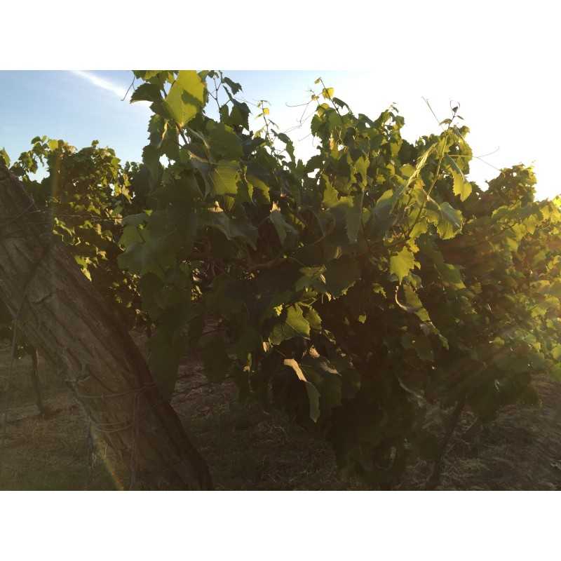 Vin rouge UBY n°7 - Merlot-Tannat 75cl