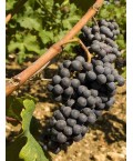 Vin Rouge Bordeaux Haut-Médoc - HAUT GALOT 75cl