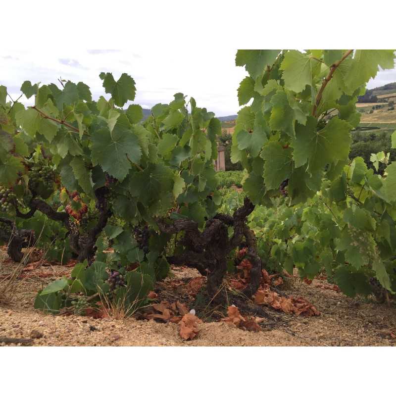 Vin rouge Côtes du Rhône- Cuvée 1820- Pardon & Fils 75cl